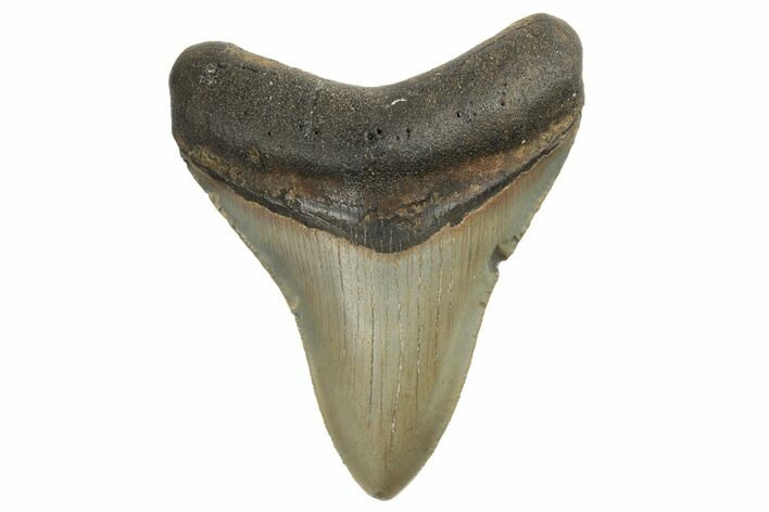 Fossil Megalodon Tooth - North Carolina #190787